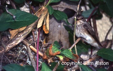 Spotted Flycatcher